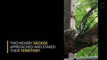 Battle Between Geckos and a Snake Ends in a Twist | Nat Geo Wild