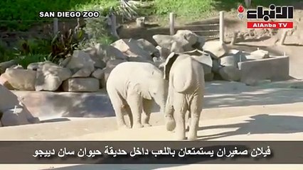 Скачать видео: فيلان صغيران يستمتعان باللعب داخل حديقة حيوان سان دييجو