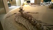 شاهد في مصر بقايا حيتان عمرها 40 مليون سنة كانت تمشي! - البيان