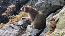Guy Climbs 2500-Meter Mountains Finds Domestic Cat Chilling at the Top
