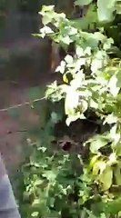 Tigress chasing a tourist vehicle in the buffer zone of Tadoba-Andhari Tiger Reserve- Viral