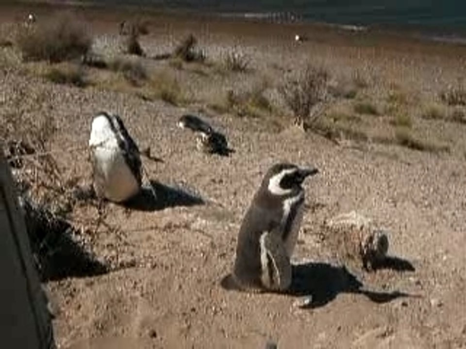Pingouins à Peninsula Valdes, Argentine