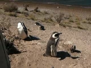 Pingouins à Peninsula Valdes, Argentine