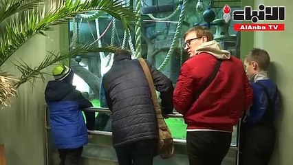 حديقة حيوان في موسكو تستقبل مولودة لغوريلا نادرة