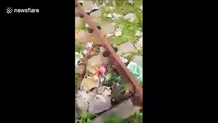 Terrifying moment train starts moving with railway worker beneath it