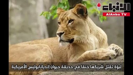 لبؤة تقتل شريكها خنقا في حديقة حيوان إنديانابوليس الأمريكية