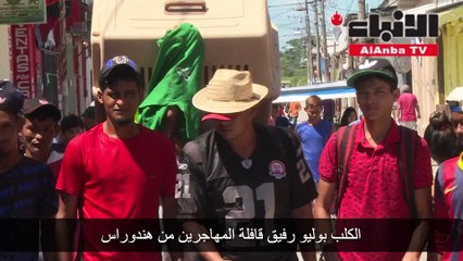 الكلب بوليو رفيق قافلة المهاجرين من هندوراس