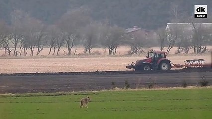 سجن دنماركي 45 يوما بعد قتله ذئبا - فيديو