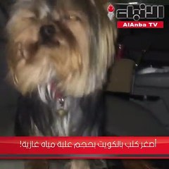 أصغر كلب بالكويت بحجم علبة مياه غازية!
