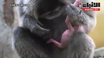 حديقة في بريطانيا تستقبل مولودا جديدا لقرد الجيبون النادر