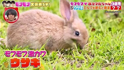 Youtubeバラエティ動画格納庫 更新 - 坂上どうぶつ王国  動画 9tsu   2021年2月26日