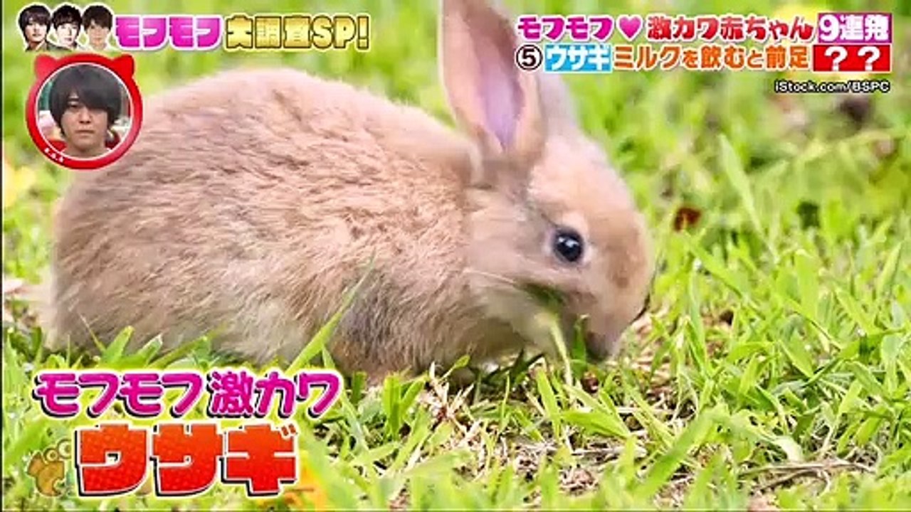 Youtubeバラエティ動画格納庫 更新 - 坂上どうぶつ王国  動画 9tsu   2021年2月26日