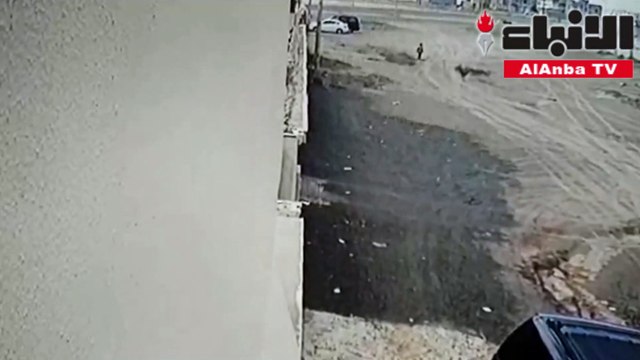 كلاب ضالة تهاجم طفلا في أثناء عودته من المدرسة