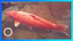 Ikan Koi Merah Tertua di Dunia, Mencapai 226 Tahun - TomoNews