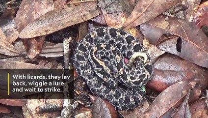 معركة ضارية بين أفعى سامة وأم أربعة وأربعين السامة أيضا