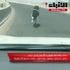بعد واقعة هروب الأسد في كبد.. رصد حصان يصول ويجول على جسر الجابرية