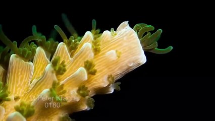 Time lapse of staghorn hard coral growth