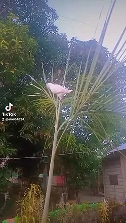 funny bird