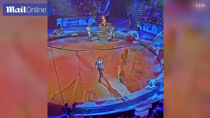 نمر يهاجم أسدا بشكل مباغت في سيرك روسي