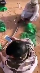 شاهداصطياد مئات الطيور البرية في الشباك وذبحها