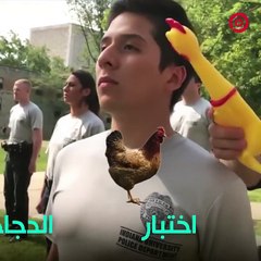 بالفيديو اختبار الدجاجة للالتحاق بأكاديمية الشرطة