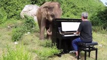 حين تعشق الحيوانات الموسيقى أنثى فيل كفيفة ترقص وتتمايل على أنغام معزوفة كلاسيكية !