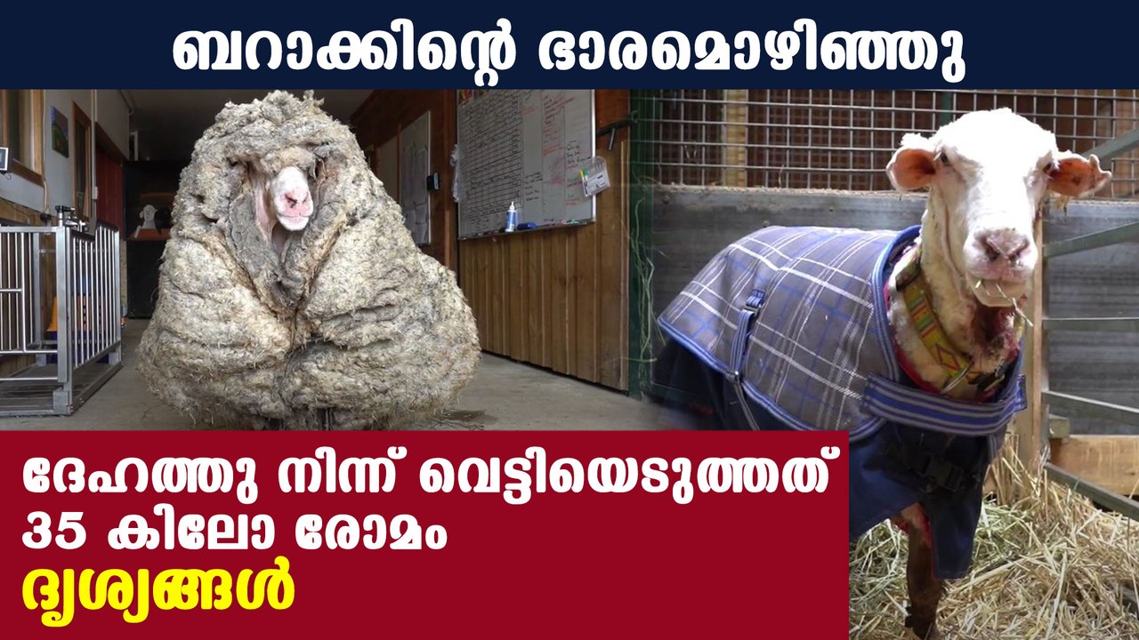 35kilo wool from sheep Barack
