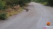 Lion Attacks Leopard in Road | Kruger National Park | South Africa | Safari