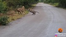 Lion Attacks Leopard in Road | Kruger National Park | South Africa | Safari