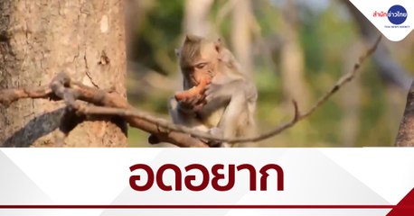 พิษโควิด ฝูงลิงป่านับพันตัวอดอยาก ไม่มีนักท่องเที่ยวนำอาหารมาให้
