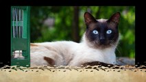 Cutest Top 15 Cats  Breeds Found In The World