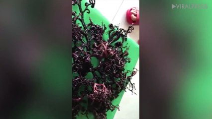 Mystery Sea Creature In Vietnam - YouTube