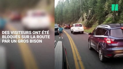 Cet homme a défié un bison du parc de Yellowstone et ça aurait pu très mal se terminer