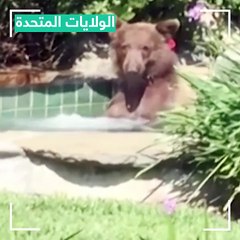 دب يصل من الغابة ليستحم في بركة خاصة بسبب درجات الحرارة