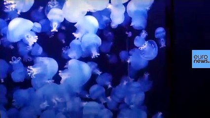 شاهد_ أكبر حوض لتشكيلة _قنديل البحر_ في العالم باليابان _ Euronews