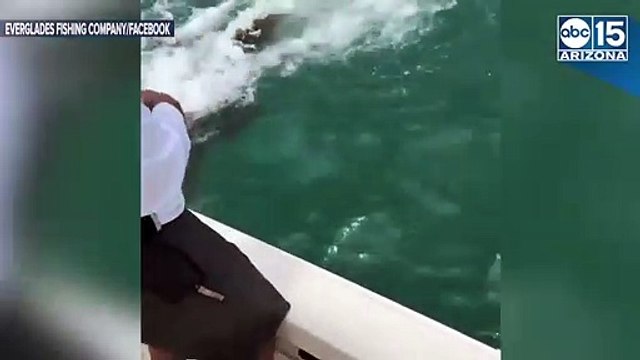 SHARK BECOMES SNACK! 500-pound goliath grouper eats shark as Florida fishermen watch - ABC15 Digital