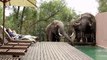 Shocked tourists watch elephants drink water by their pool