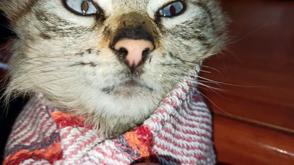 Cómo curar Catarro en gatos y perros (estornudos y tos)