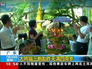 احتفال فريد بتوائم الباندا