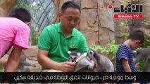 حيوانات تلعق البوظة في حديقة بكين