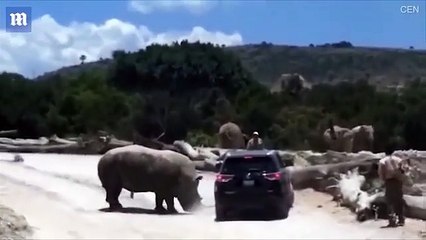 Shocking moment rhino rams familys car during safari park visit