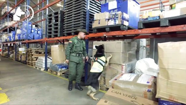 La perra que el Clan del Golfo quiere matar | EL TIEMPO