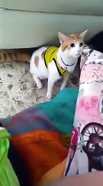 Cat saying goal Colombia won