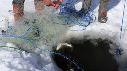 Çıldır Gölü'nde ‘Eskimo’ usulü balık avı