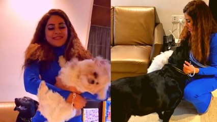 Bigg Boss 14: 5 महीने बाद Nikki Tamboli मिली अपने Pets के साथ Video हुई Viral | FilmiBeat