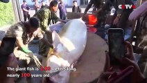 514-Kilogram Nearly 100 Years Old Sturgeon Caught in Heilongjiang River - YouTube