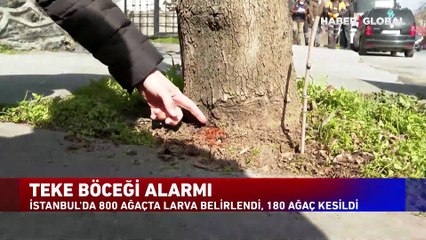 İstanbul'da teke böceği alarmı!