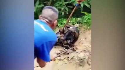 Villager Desperately Try To Save Dog From Giant Python