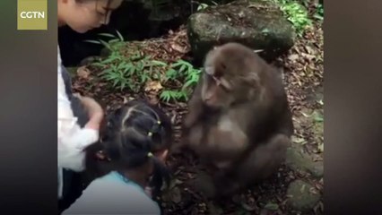 قرد غاضب يصفع طفلة بقوة على وجهها