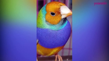 Gökkuşağı ispinoz kuşunun muhteşem renkleri!